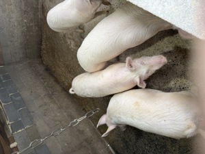 Vând un porc de 110-120 kg 