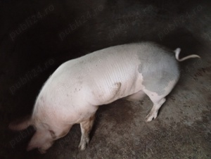 Porci de toate marimile 