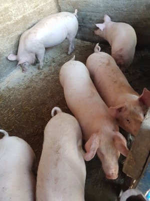 Vând porci  purcei