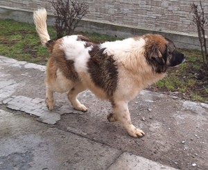 ciobanesc  - imagine 2 ciobanesc  - imagine 2