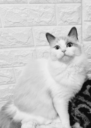 Pisicuță Ragdoll