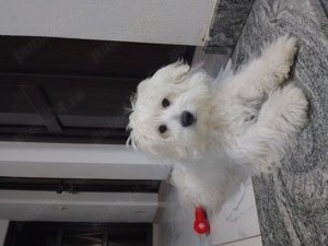 Cățelus bichon maltez de talie mica baietel vârsta 5 luni