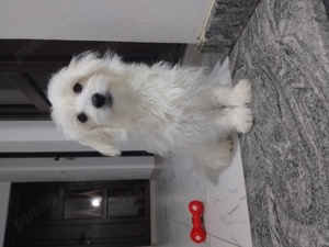 Cățelușa bichon maltez de talie mica fetiță vârsta 5 luni 