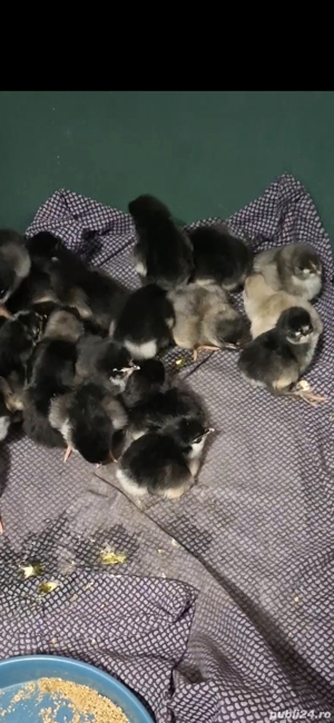 pui australorp
