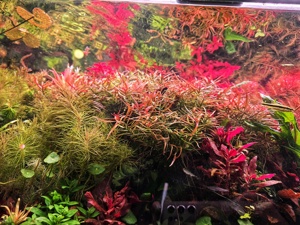 Plante Naturale pentru Acvariu  - imagine 4