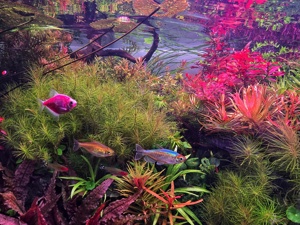 Plante Naturale pentru Acvariu  - imagine 2