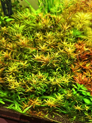 Plante Naturale pentru Acvariu  - imagine 5