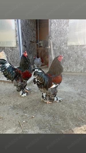 Pui de Brahma porțelan 