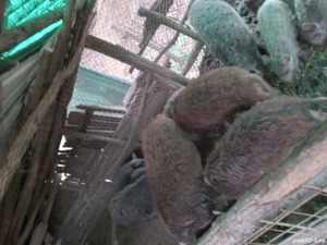 Vand mangalița cu mistreț 