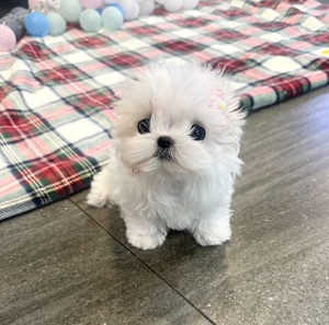Bichon maltez mini toy 