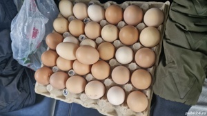 Ouă Brahma pentru incubat