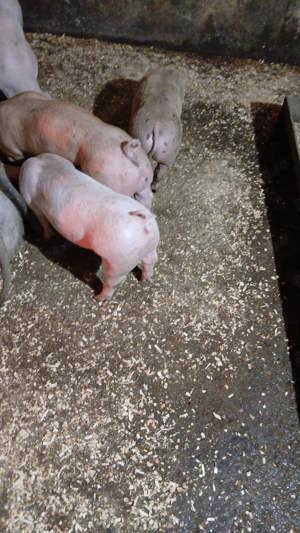 porci si purcei  landras, marele alb, pietrean, marele alb - imagine 3