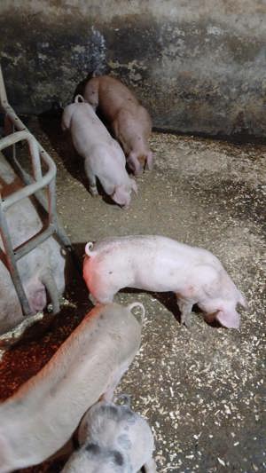 porci si purcei  landras, marele alb, pietrean, marele alb