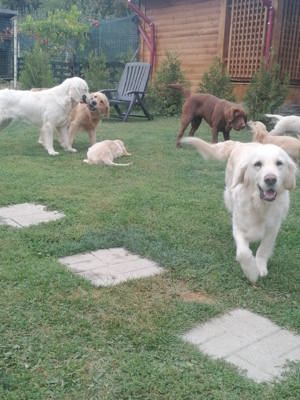 Pet sitting ,ingrijire animal companie, la domiciliu