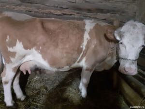 Vaca gestanta de vanzare