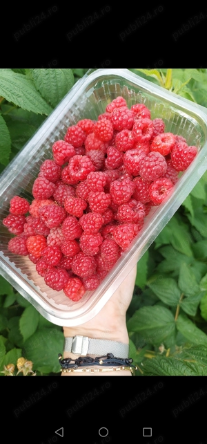 Drajoni Zmeura Polka