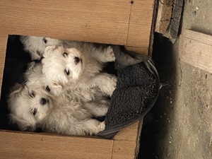 bichon mini toys