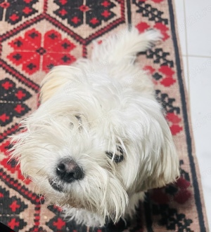 Bichon Havanez Femela 7 luni