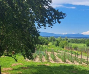 Casă tradițională cu teren generos la țară – Gorj, Șomănești - imagine 2