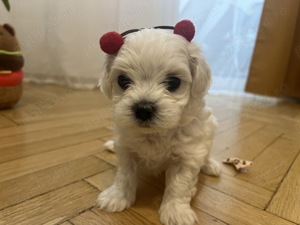 Bichon mini toy dețin ambii parinti