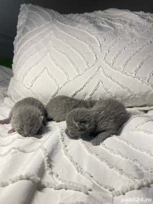 puiuti british shorthair 