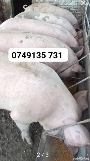 Porci de carne crescuti cu porumb si uruiala de la  100kg pana la 160kg ofer transport