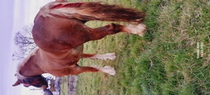 De vânzare o manză .tel (  - imagine 3 De vânzare o manză .tel (  - imagine 3