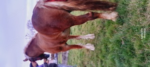 De vânzare o manză .tel (  - imagine 2 De vânzare o manză .tel (  - imagine 2