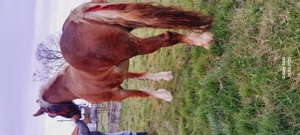 De vânzare o manză .tel (  - imagine 5 De vânzare o manză .tel (  - imagine 5