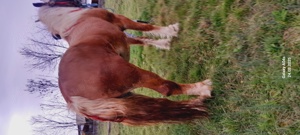 De vânzare o manză .tel (  - imagine 4 De vânzare o manză .tel (  - imagine 4