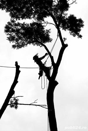 Toaletari   doborari copaci periculosi