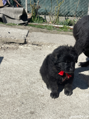 Ciobanesc corb original si mioritic - imagine 5 Ciobanesc corb original si mioritic - imagine 5