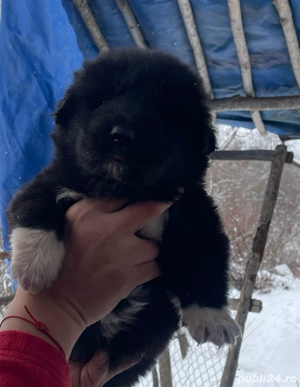 Ciobanesc corb original si mioritic - imagine 4 Ciobanesc corb original si mioritic - imagine 4