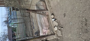 Porc de vânzare greutate 300kg