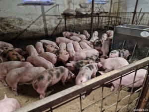 Porci  si purcei de carne 