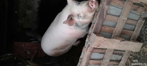 Vand jumate de porc