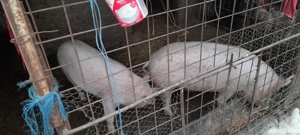 de vanzare porc si purcea 