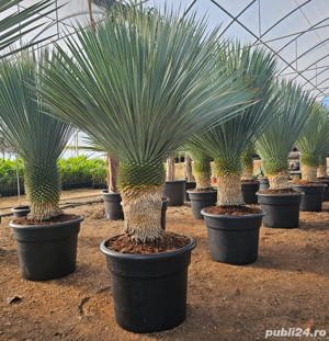 Plante Ornamentale de Vânzare 
