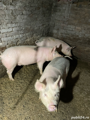 vand porci 70-80 kg