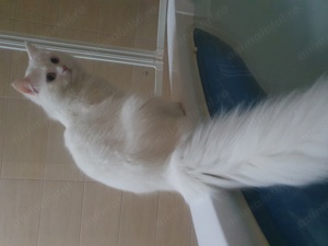 motan alb shirazi caut prietena