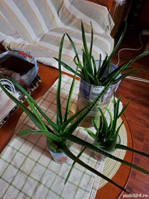 Aloe Vera pui cu rădăcină