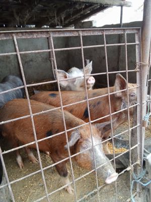 Vând porci de carne  - imagine 2