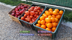 Rasaduri Legume | Rasad de rosii tomate ardei vinete castraveti varza*