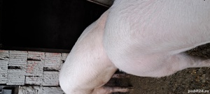 porci de sacrificat 