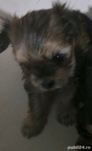 yorkshire terrier 