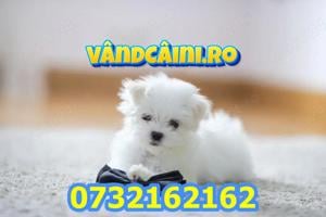 Firma Autorizata- Bichon Maltese toy de vanzare cu carnet,microcip,factura,garantie,livrare la Iasi