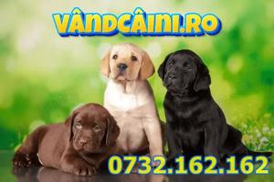 Firma Autorizata-Labrador De vanzare,Calitate cu factura,microcip,carnet-livrare la Timisoara