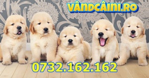 Firma Autorizata- Golden Retriever cu factura,garantie,test,microcip,livrare la Bucuresti