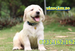 Firma Autorizata- Golden Retriever cu factura,garantie,test,microcip,livrare la Bucuresti - imagine 3