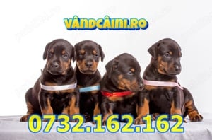 Firma Autorizata- Doberman de Vanzare cu carnet,pasaport,microcip,factura-Livrare la Timisoara - imagine 1